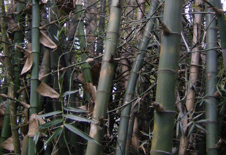 Cây Tre gai. Bambusa bambos - Cây Thuốc Nam Quanh Ta